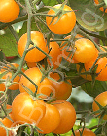 Solanum lycopersicum 'Sungold'